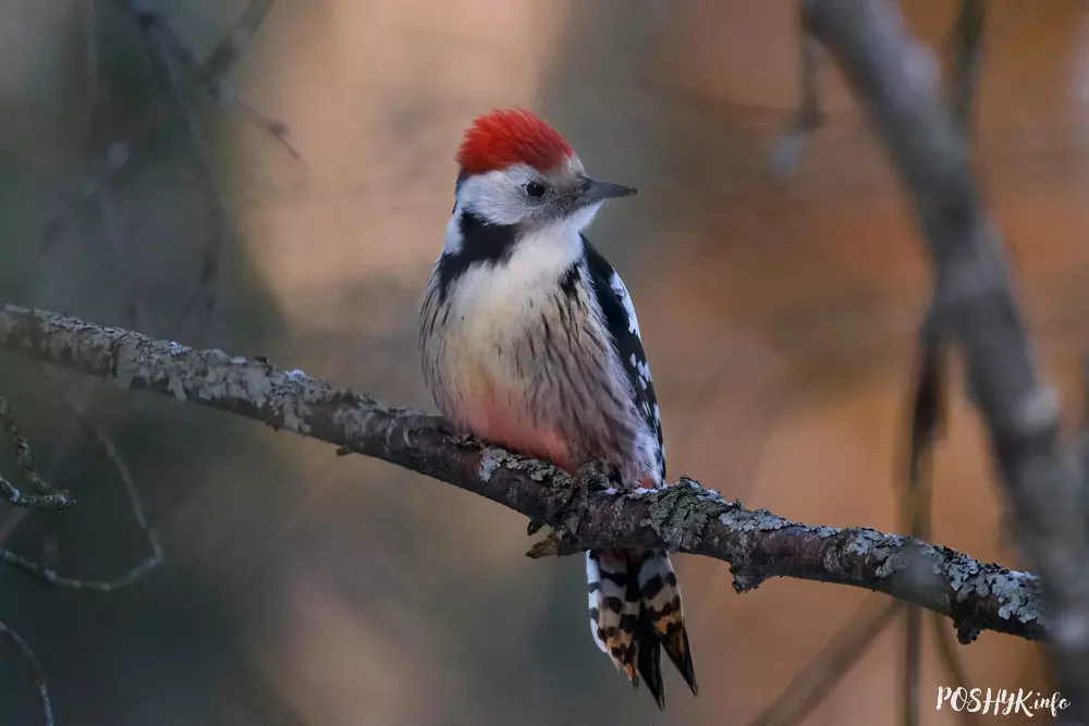 Дзяцел сярэдні (Dendrocopos medius) – апісанне і фота Сярэдні дзяцел (Dendrocopos medius)