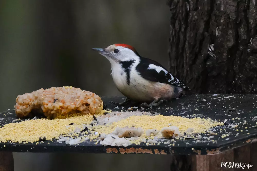 Якіх птушак можна ўбачыць у Беларусі? Якіх птушак можна ўбачыць у Беларусі?