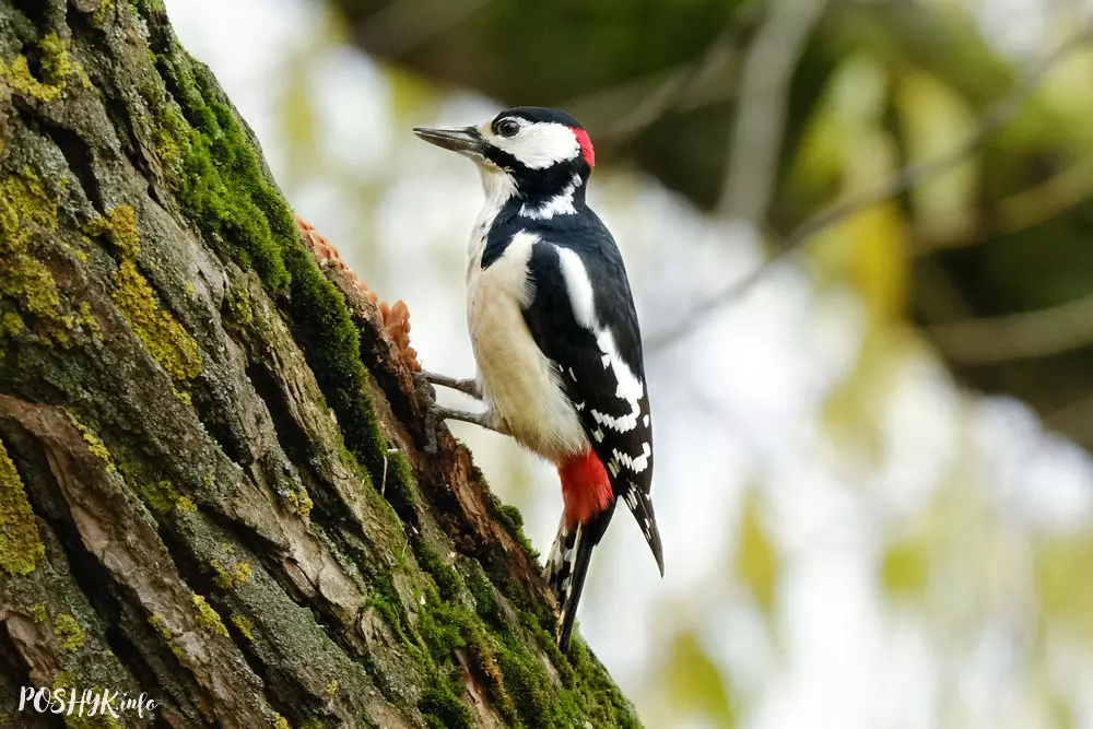Дзяцел вялікі пярэсты