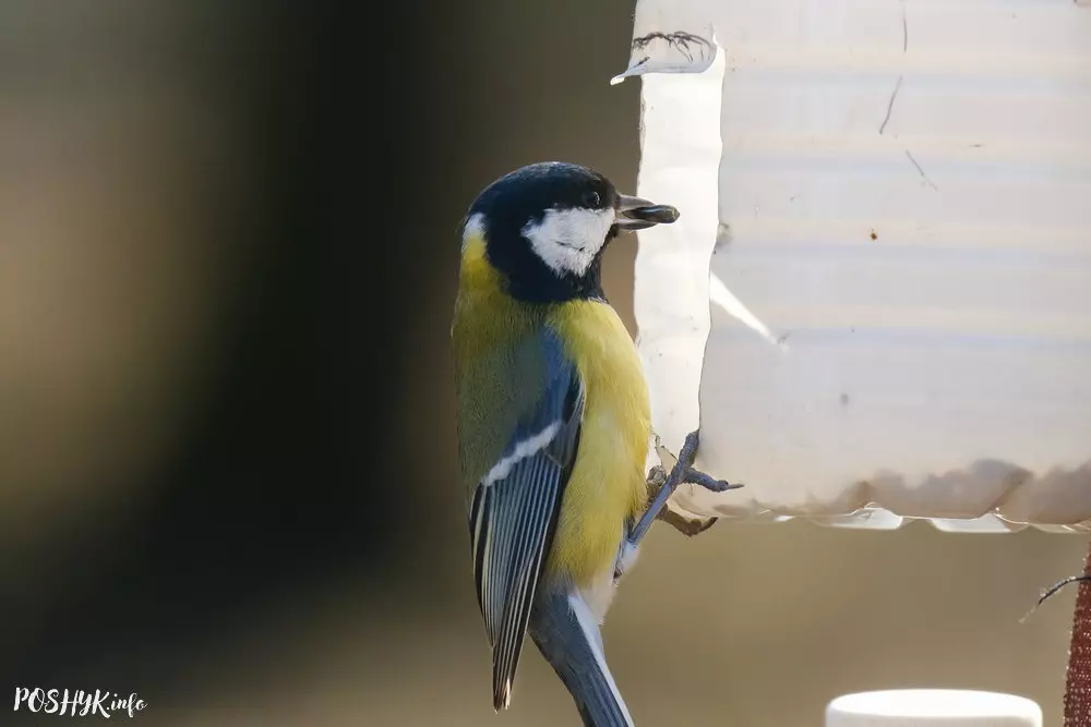 Вялікая сінічка фота і апісанне