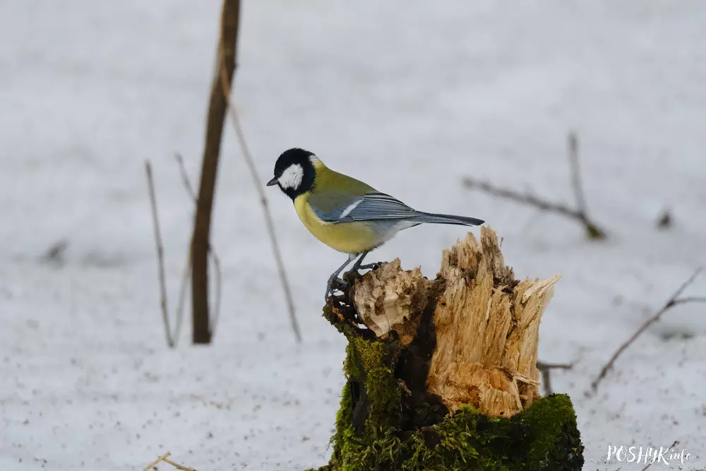 Фатаграфія вялікай сініцы