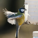 Большая синица – фото и описание Большая синица - фото и описание