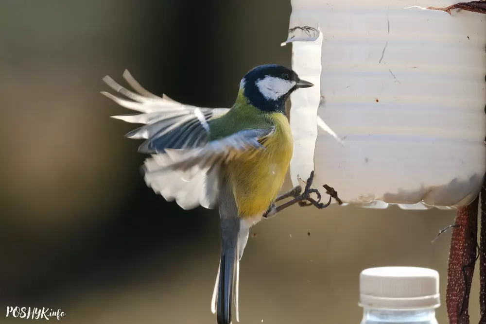 Парус буйны