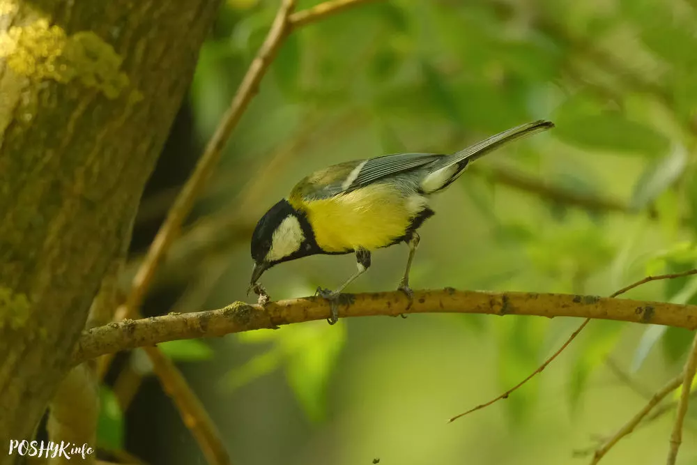 Вялікая сініца