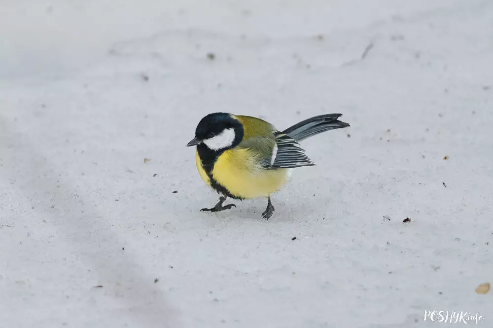 Вялікая сініца - фатаграфіі і апісанне