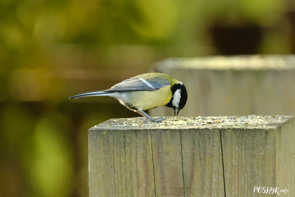 Якія птушкі ёсць у Беларусі?