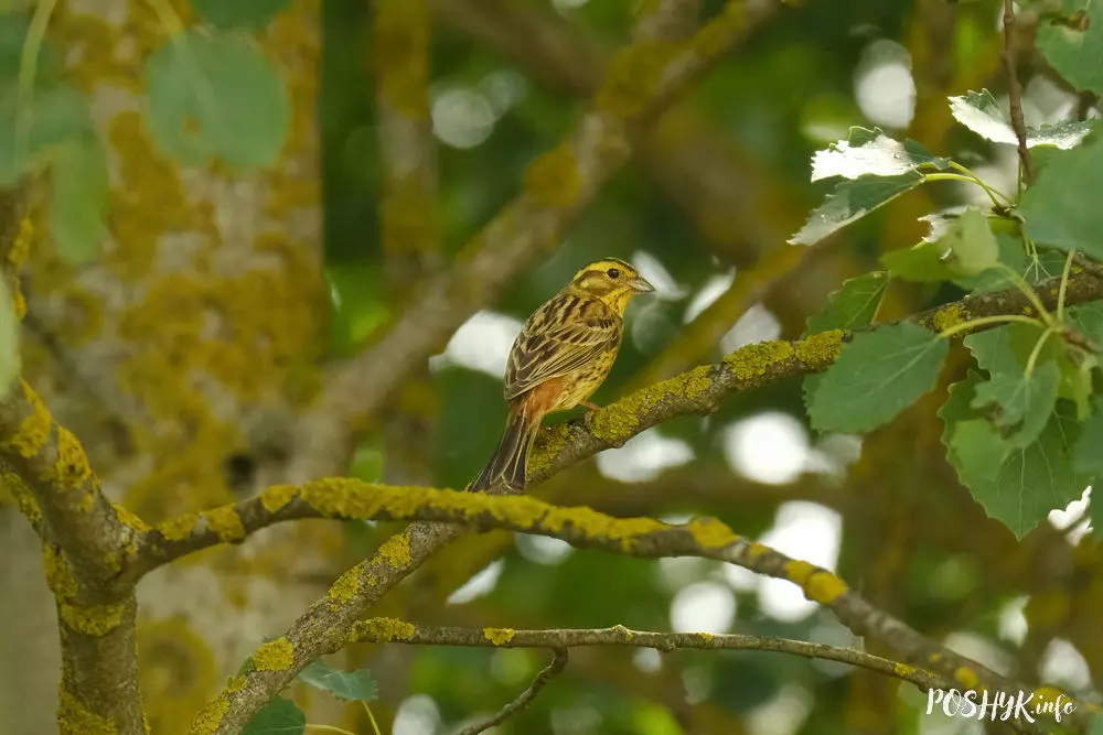 Як выглядае звычайная аўсянка? Як выглядае звычайная аўсянка?