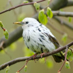 Что за чудо? Белый скворец в Минске Незвычайная птушка ў Беларусі