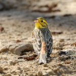 Обыкновенная овсянка – фото и описание Птицы - Овсянка обыкновенная