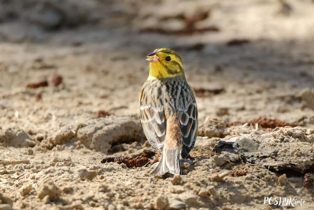Птушкі - Аўсянка звычайная