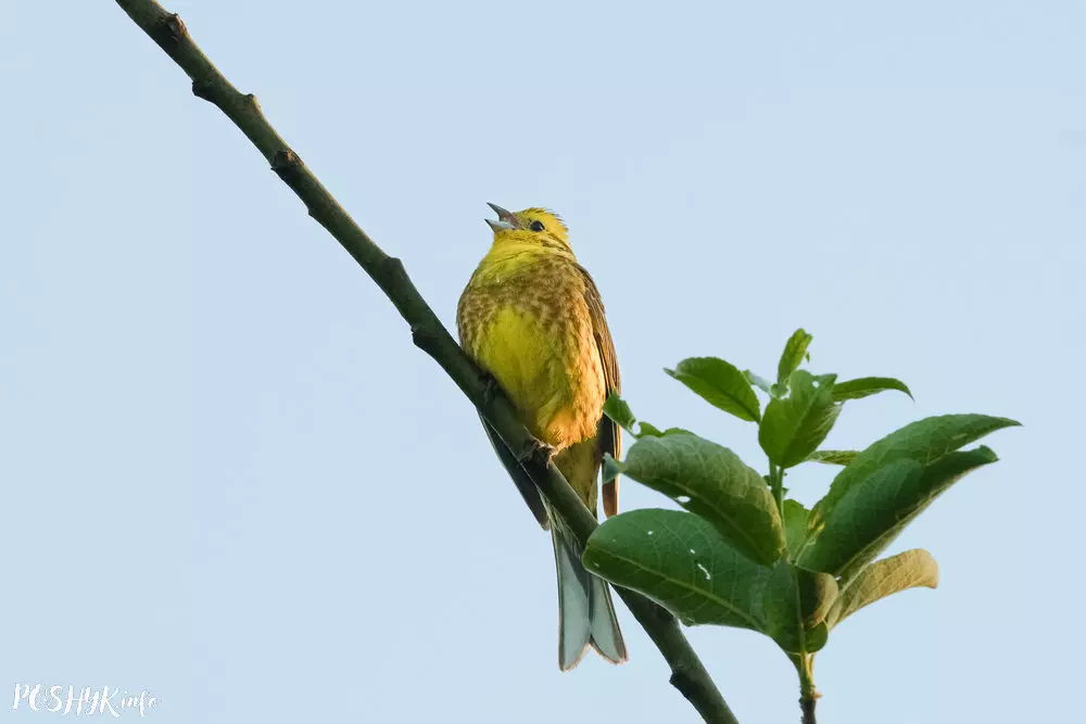 Птушкі Беларусі