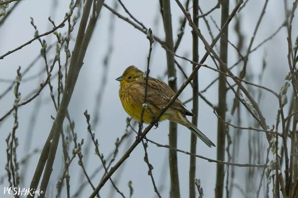 Птушкі Беларусі - Стрынатка звычайная Птушкі Беларусі - Стрынатка звычайная
