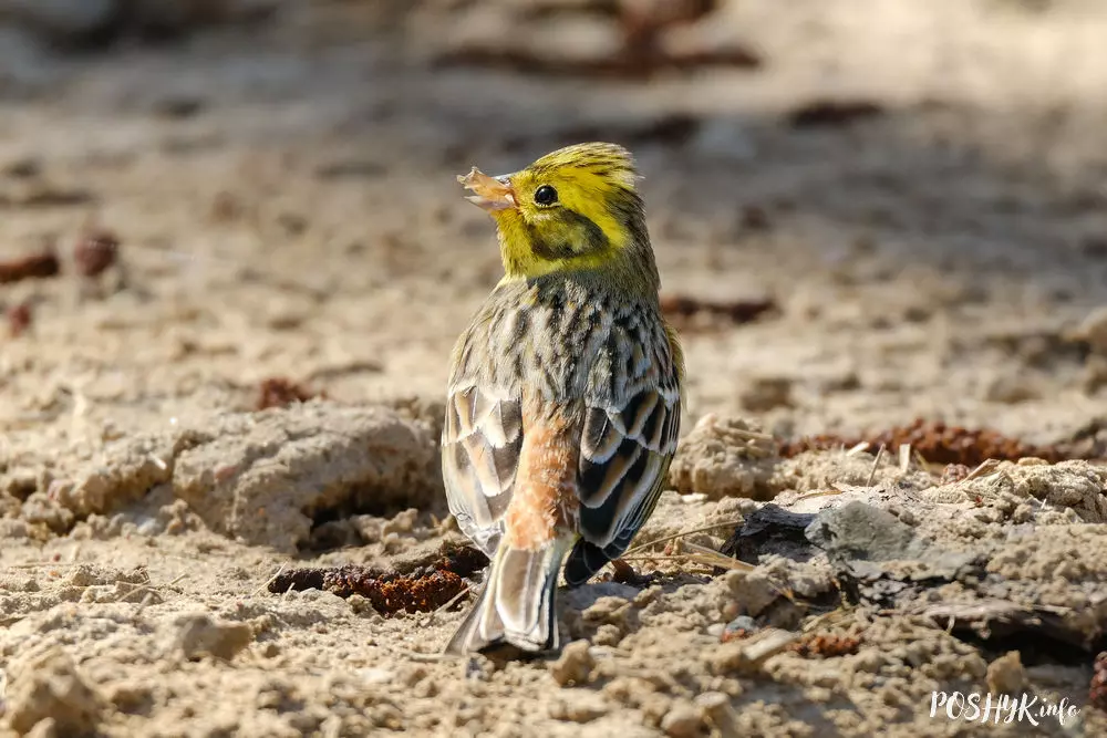 Птушкі Беларусі - Стрынатка звычайная Птушкі Беларусі - Стрынатка звычайная