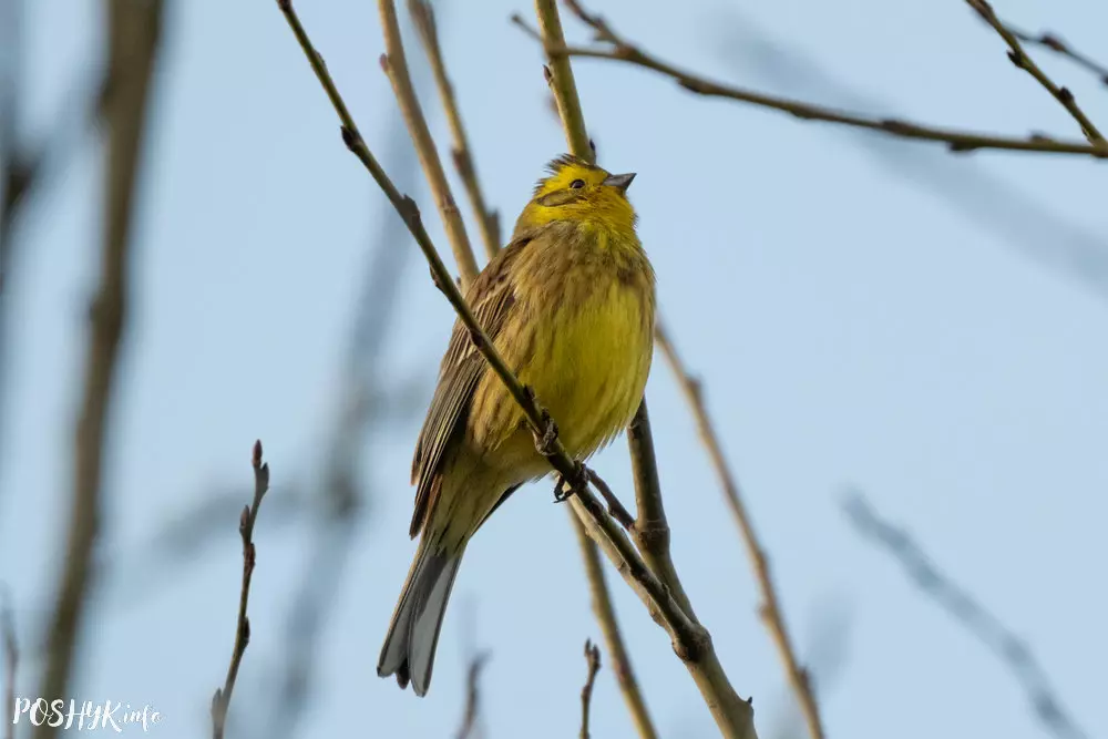 Як выглядае звычайная стрынатка? Як выглядае звычайная стрынатка?