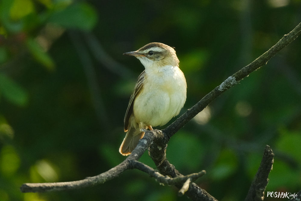 Birds of Belarus: badger warbler