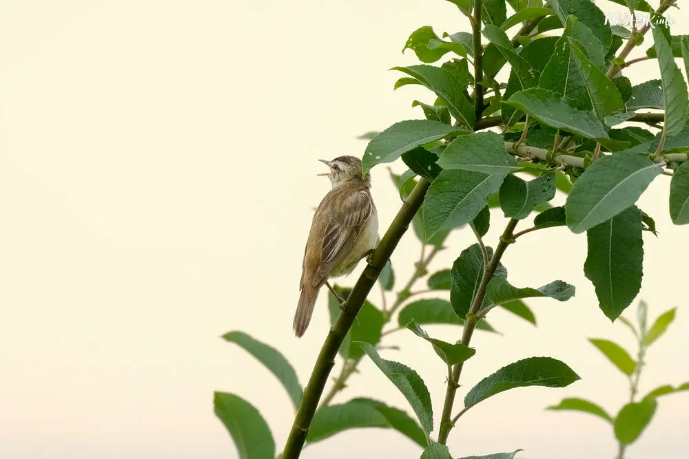 Sedge warbler