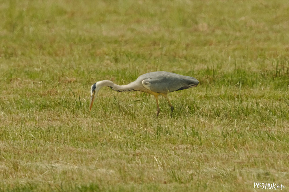 Ardea cinerea photo