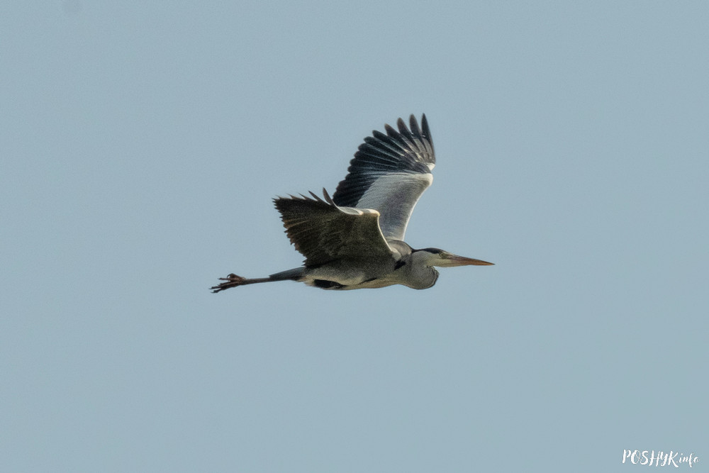 Ardea cinerea