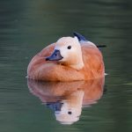 Редкая птица в Минске – Огарь (красная утка) Редкая птица в Минске - Огарь (красная утка)