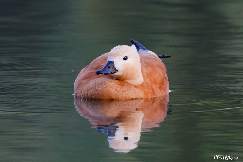 Tadorna ferruginea photo