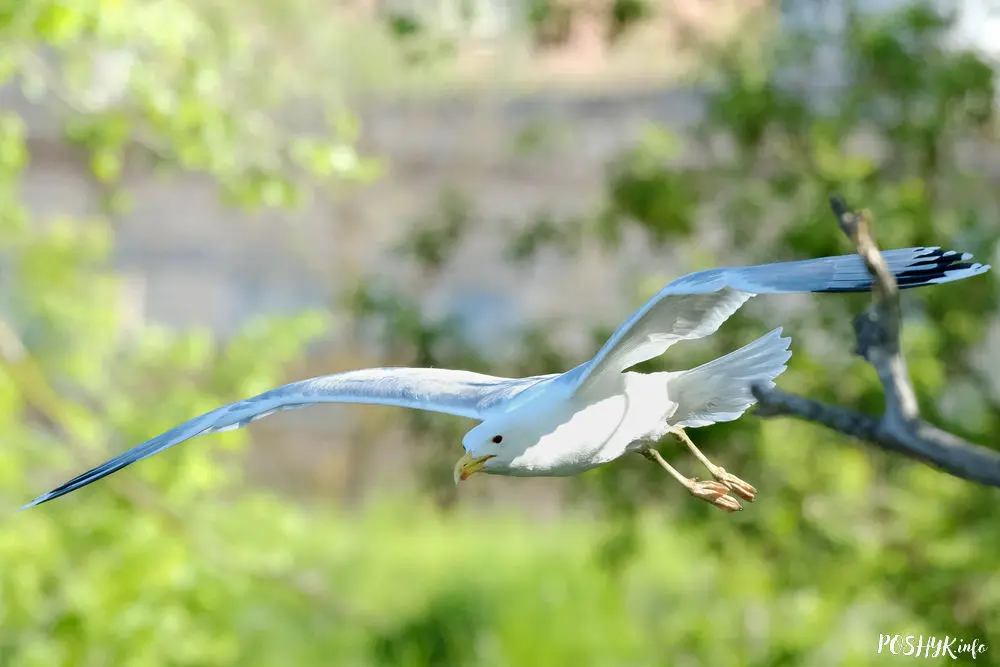 Серабрыстая чайка ў палёце
