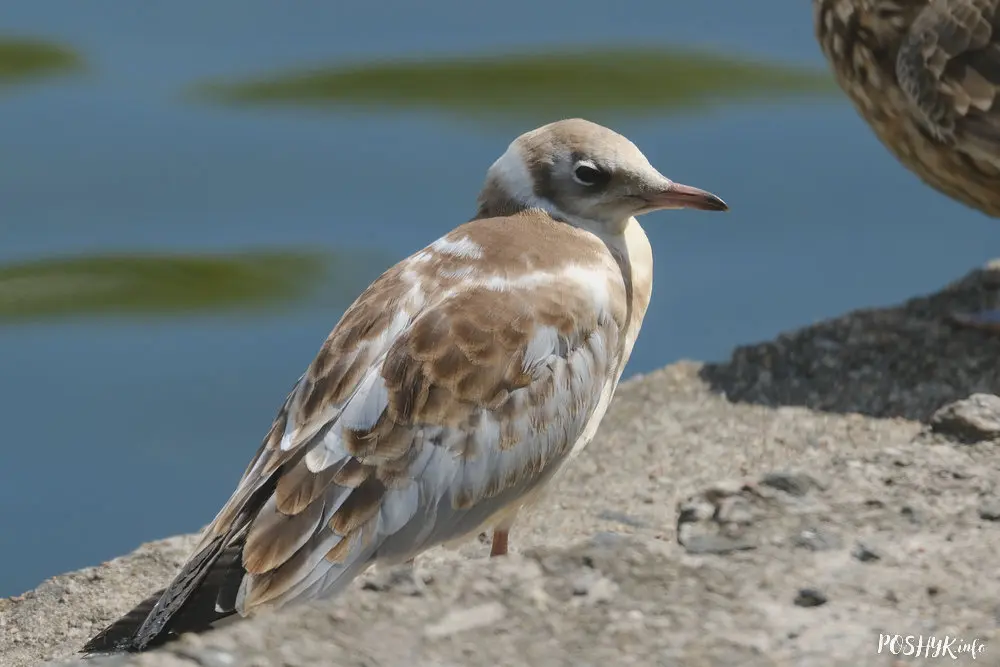 Як выглядае маладая чайка?