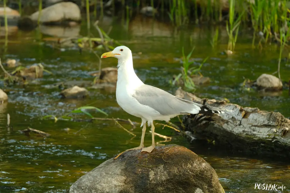 Як выглядае серабрыстая чайка?