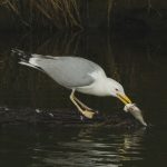 Серебристая чайка (Larus argentatus) – описание и фото Птушка серабрыстая чайка