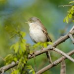 Серая славка (Sylvia communis) – фото и описание Серая славка (Sylvia communis) - фото и описание