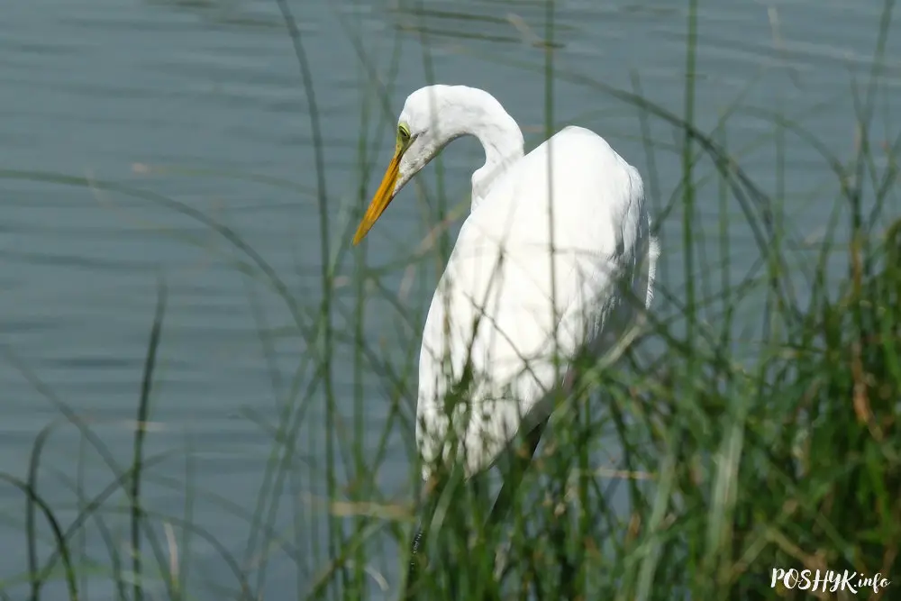 Птушкі Беларусі Птушкі Беларусі