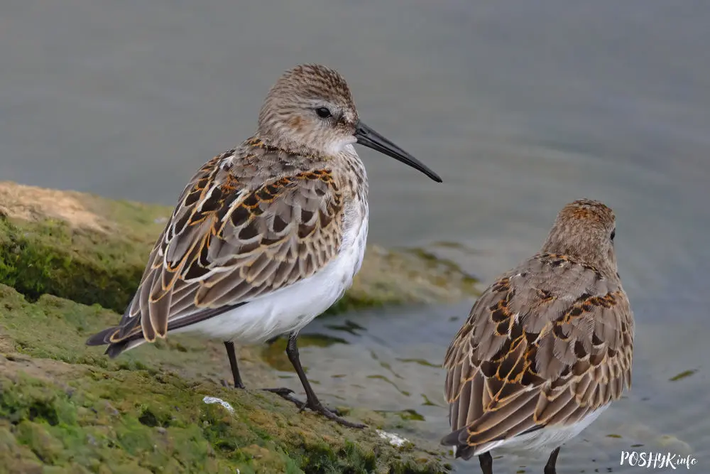 Птушкі Беларусі - кіркун Вялікі Птушкі Беларусі - кіркун Вялікі