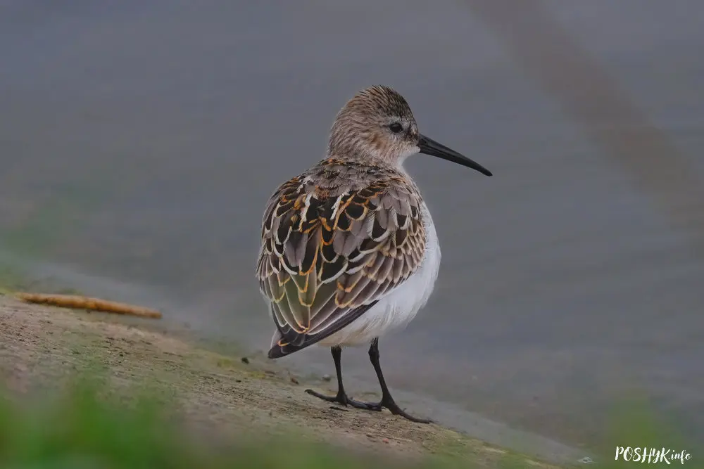 Dunlin bird