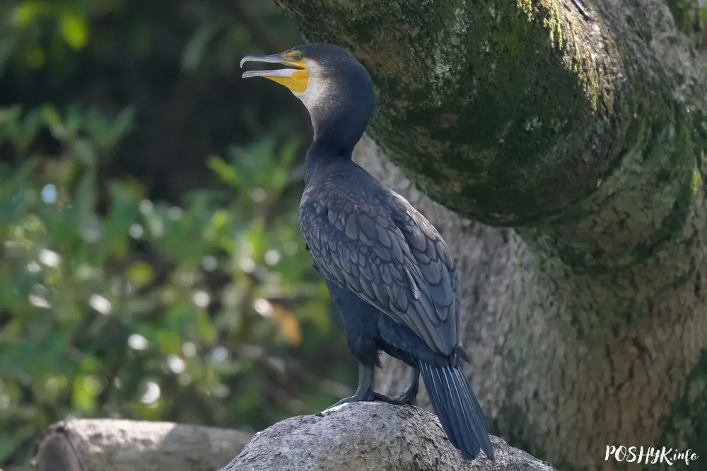 Great cormorant bird