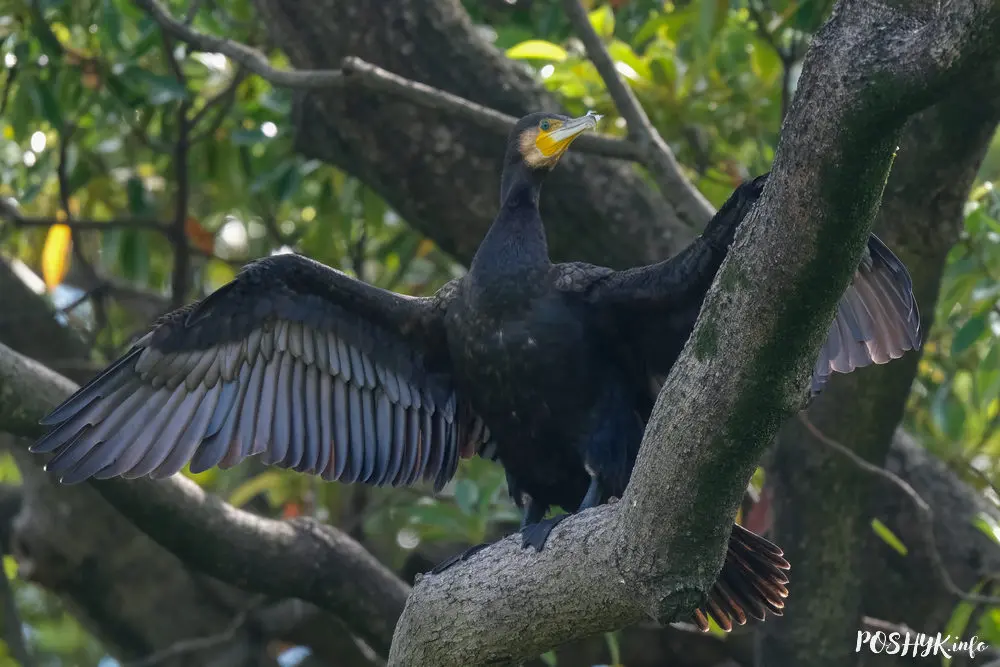 Great cormorant bird