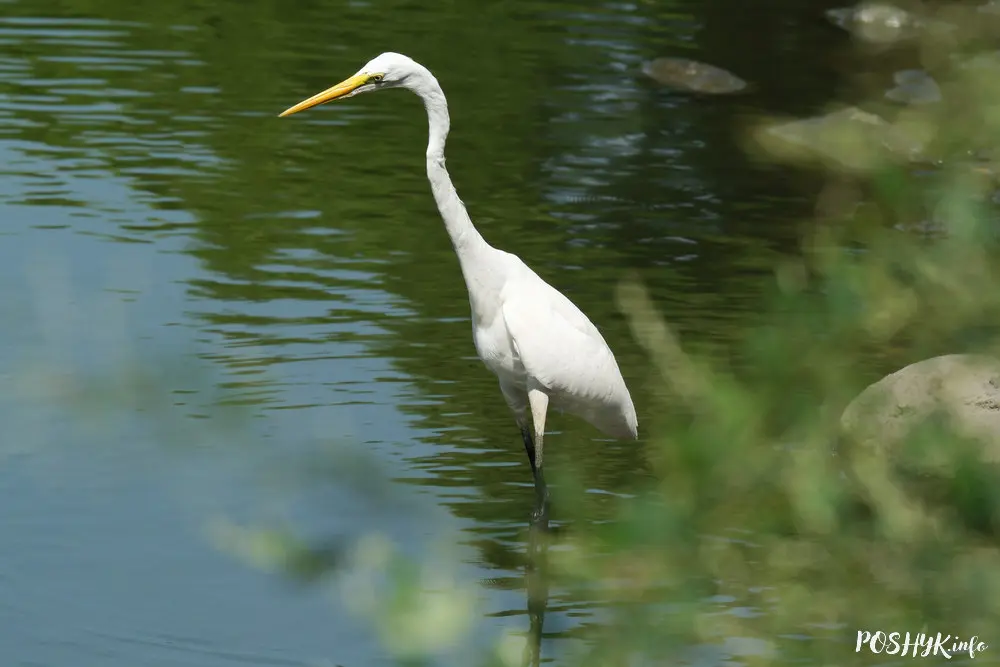 Great egret bird Great egret bird