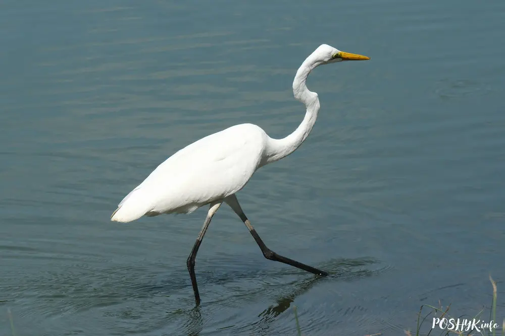 Як выглядае белая чапля? Great egret