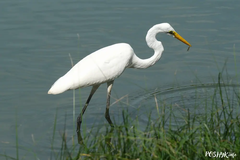 Як выглядае вялікая белая чапля? Птушка Белая вялікая чапля