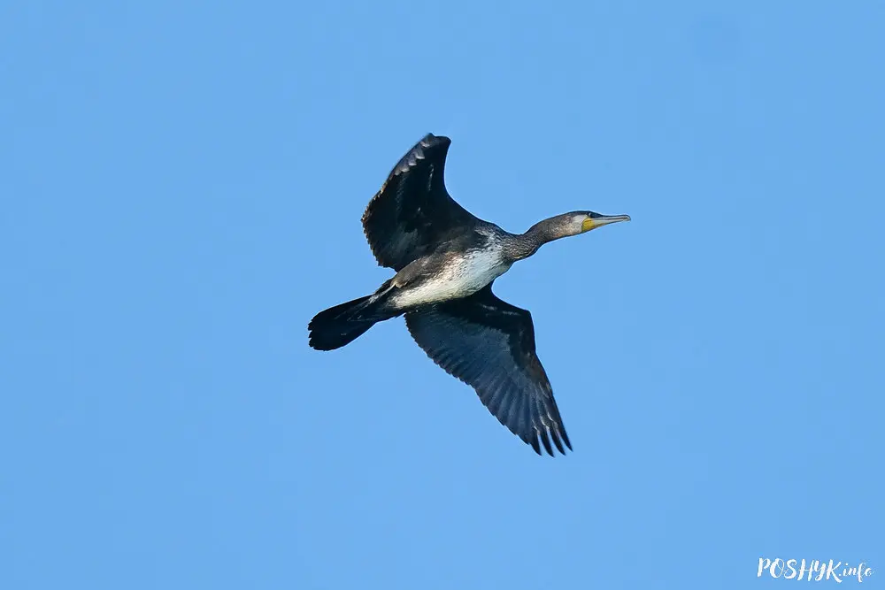 Вялікі баклан у палёце