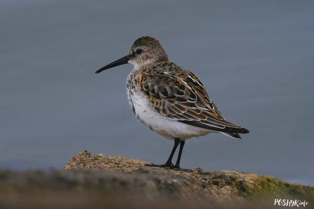 Кіркун вялікі (Calidris alpina) Птушка Кіркун вялікі (Calidris alpina)