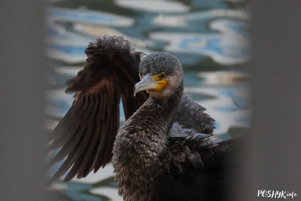 Як выглядае Вялікі Баклан?
