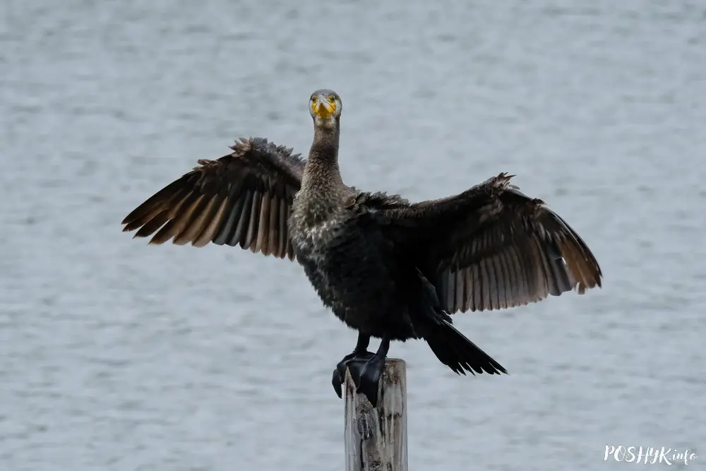 Вялікі баклан