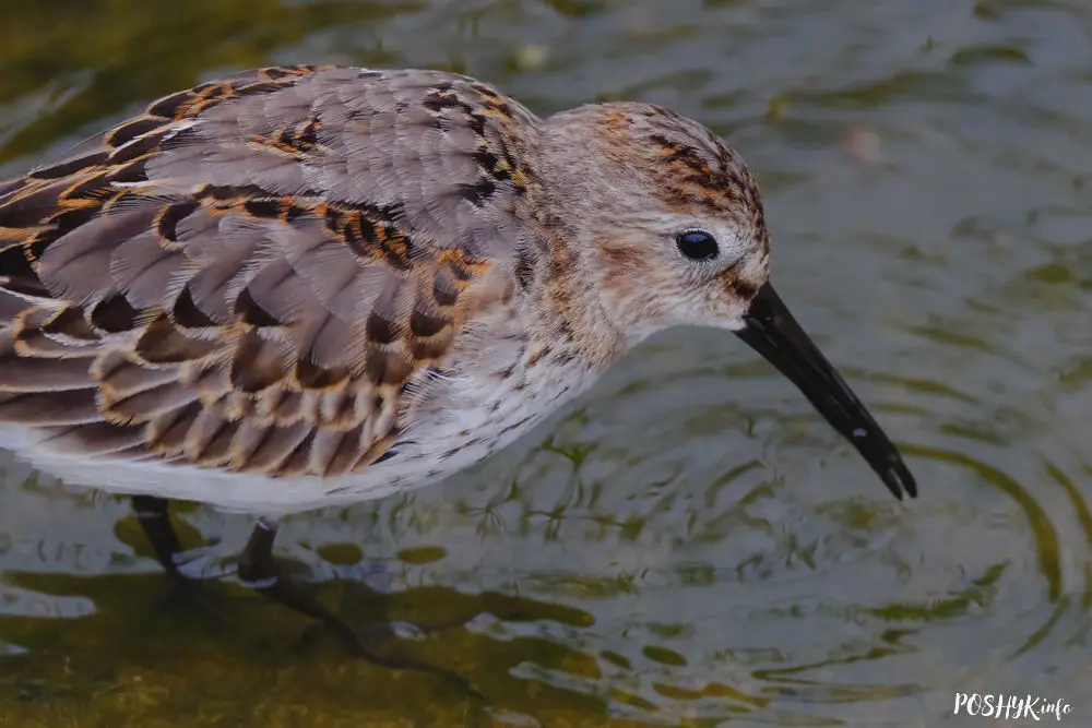 Чорнаваллёвік Вялікі кіркун - птушкі Беларусі