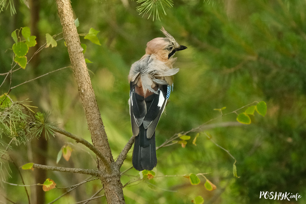 5 beautiful birds of Belarus