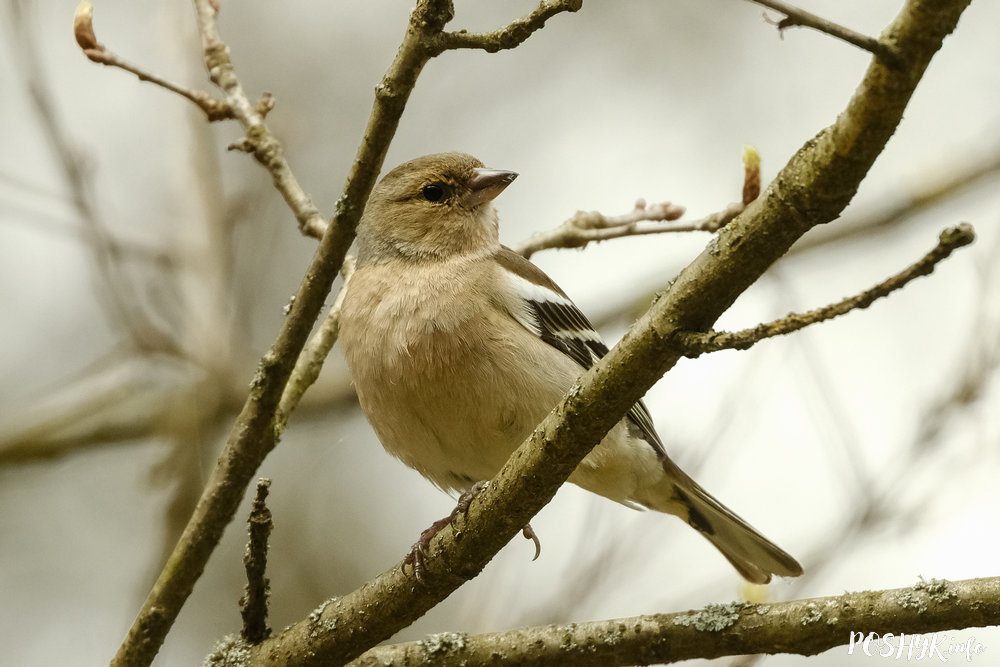 Discover the Birds of Belarus – 10 popular