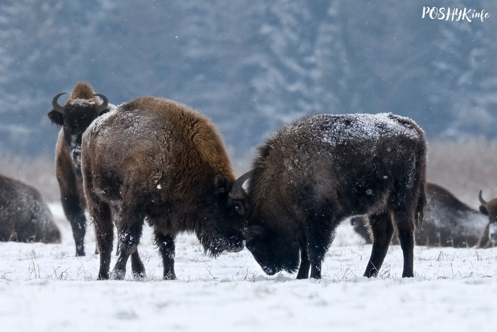 Bison – A Symbol of Belarus