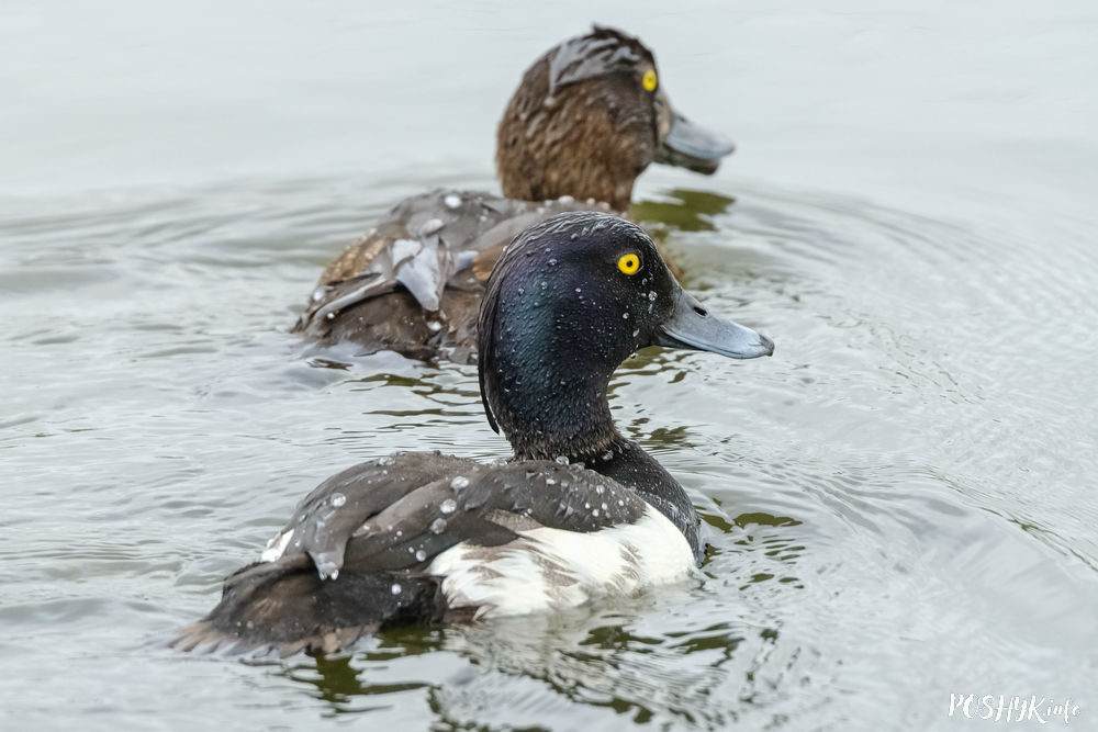 Як выглядае Нырок чубаты (Чэрнець чубатая)?