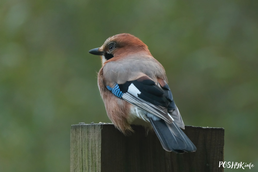 Як выглядае птушка звычайная сойка?