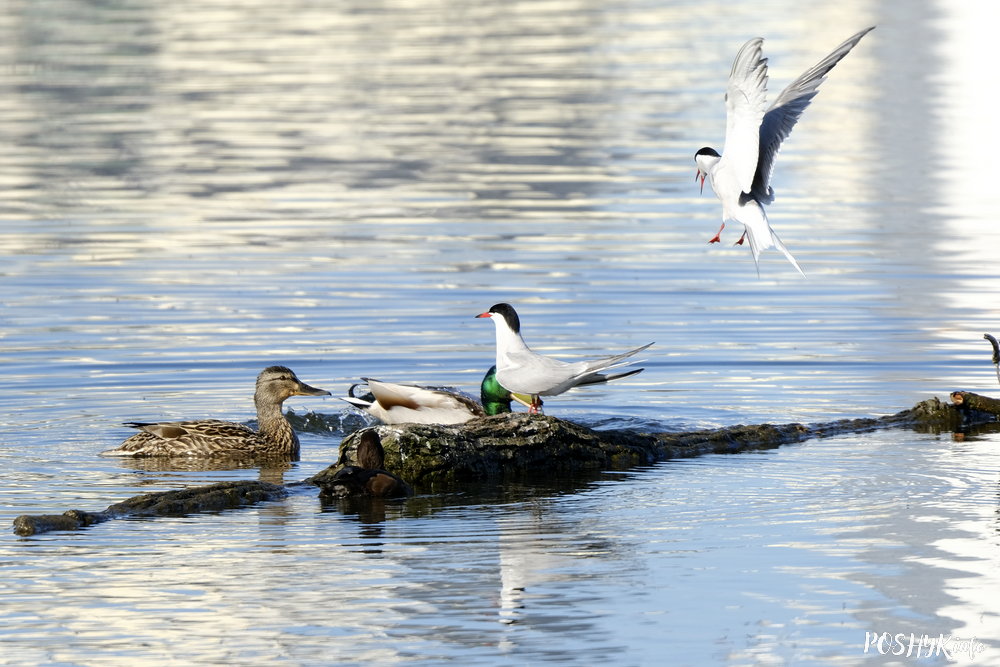 Рачная крычка - што гэта за птушка?