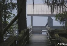 Swamp Adventures in Louisiana: Guide to Alligator Tours