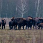 Зубр - адзін з галоўных сімвалаў Беларусі